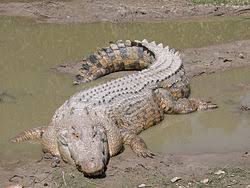 湾鳄 Crocodilus porosus.jpg