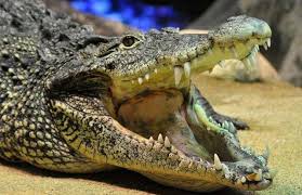 鳄科 Crocodilidae.jpg